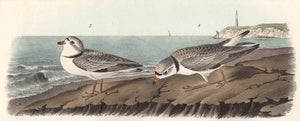 Audubon Octavo Print 321 Piping Plover 1840 First Edition, detail
