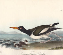 Load image into Gallery viewer, Audubon Octavo Print 324 American Oyster Catcher, detail