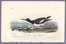 Load image into Gallery viewer, Audubon Octavo Print 324 American Oyster Catcher, full sheet