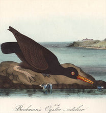 Load image into Gallery viewer, Audubon Octavo Print 325 Bachman&#39;s Oystercatcher, detail