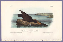 Load image into Gallery viewer, Audubon Octavo Print 325 Bachman&#39;s Oystercatcher, full sheet