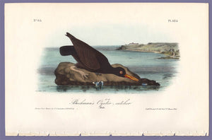 Audubon Octavo Print 325 Bachman's Oystercatcher, full sheet