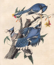 Load image into Gallery viewer, Original 1840 Audubon Octavo Print 231 Blue Jay, detail