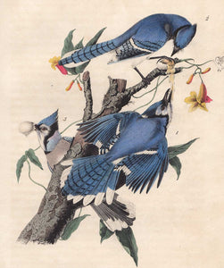 Original 1840 Audubon Octavo Print 231 Blue Jay, detail