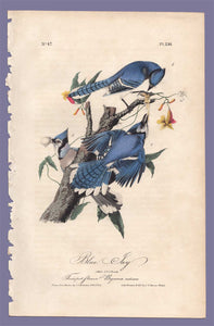 Original 1840 Audubon Octavo Print 231 Blue Jay, full sheet