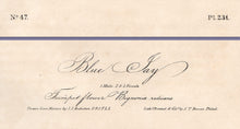 Load image into Gallery viewer, Original 1840 Audubon Octavo Print 231 Blue Jay, text areas