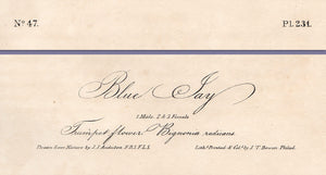 Original 1840 Audubon Octavo Print 231 Blue Jay, text areas