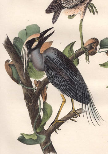 Audubon Octavo Print 364 Yellow Crowned Night Heron, detail