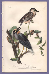 Audubon Octavo Print 364 Yellow Crowned Night Heron, full sheet