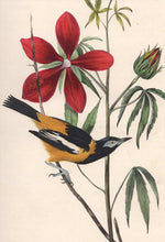 Load image into Gallery viewer, Audubon Octavo Print 499 Common Troupial, detail
