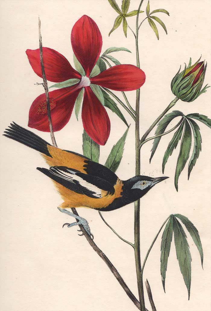 Audubon Octavo Print 499 Common Troupial, detail