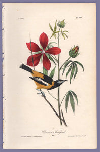 Audubon 1840 First Edition Royal Octavo Print 499 Common Troupial, full sheet