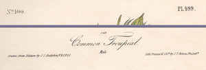 Audubon 1840 First Edition Royal Octavo Print 499 Common Troupial, text areas