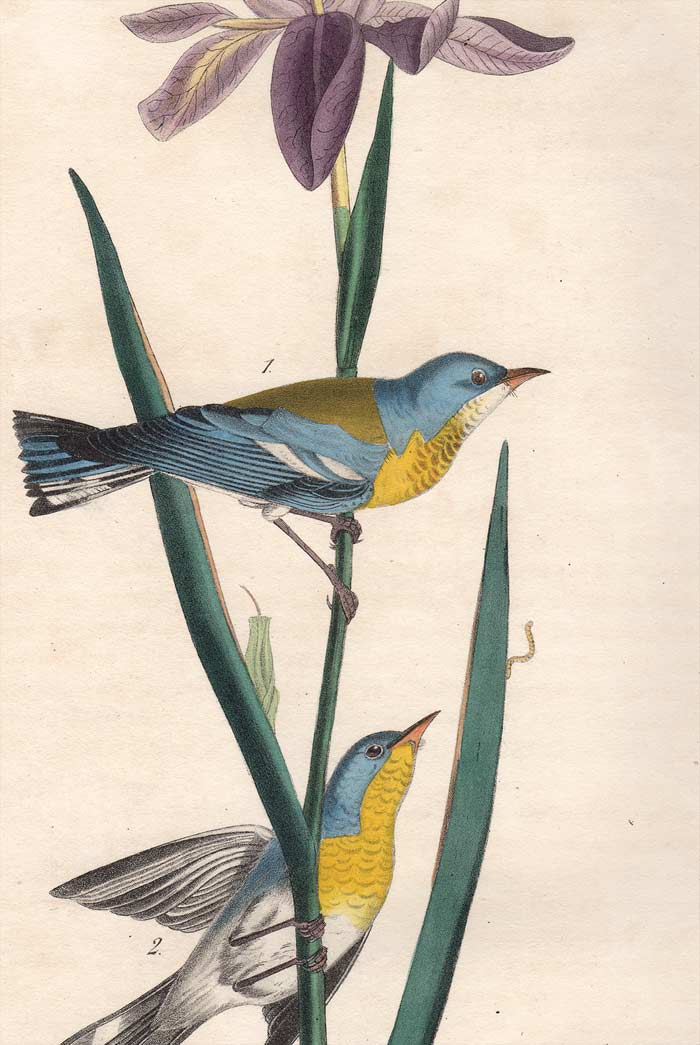 Original 1840 Audubon Octavo Print 91 Blue Yellow-Backed Wood Warbler, detail