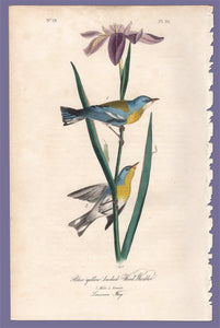 Original 1840 Audubon Octavo Print 91 Blue Yellow-Backed Wood Warbler, full sheet