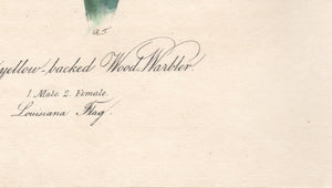 Original 1840 Audubon Octavo Print 91 Blue Yellow-Backed Wood Warbler, close up of missing credits