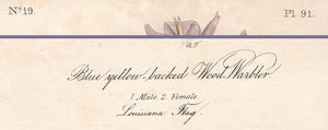 Original 1840 Audubon Octavo Print 91 Blue Yellow-Backed Wood Warbler, text areas