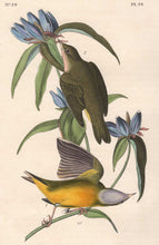 Load image into Gallery viewer, Audubon 1840 First Edition Royal Octavo Print 99 Connecticut Warbler, detail