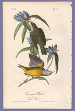 Load image into Gallery viewer, Audubon 1840 First Edition Royal Octavo Print 99 Connecticut Warbler, full sheet