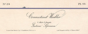 Audubon 1840 First Edition Royal Octavo Print 99 Connecticut Warbler, text areas