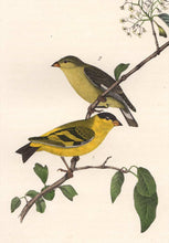 Load image into Gallery viewer, Audubon 1840 First Edition Royal Octavo Print 184 Yarrell&#39;s Goldfinch, detail