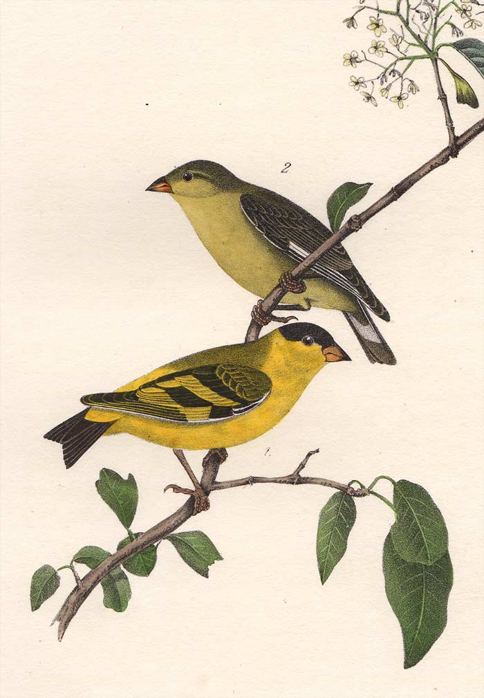 Audubon 1840 First Edition Royal Octavo Print 184 Yarrell's Goldfinch, detail