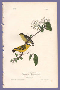 Audubon 1840 First Edition Royal Octavo Print 184 Yarrell's Goldfinch, full sheet