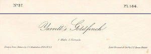 Audubon 1840 First Edition Royal Octavo Print 184 Yarrell's Goldfinch, text areas
