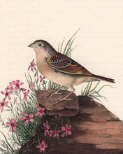 Load image into Gallery viewer, Audubon 1840 First Edition Royal Octavo Print 162 Yellow-Winged Bunting, detail