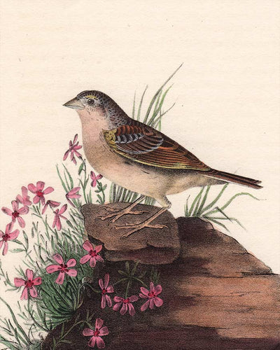 Audubon 1840 First Edition Royal Octavo Print 162 Yellow-Winged Bunting, detail