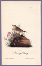 Load image into Gallery viewer, Audubon 1840 First Edition Royal Octavo Print 162 Yellow-Winged Bunting, full sheet