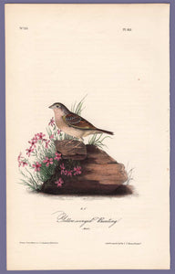 Audubon 1840 First Edition Royal Octavo Print 162 Yellow-Winged Bunting, full sheet