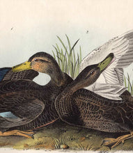 Load image into Gallery viewer, Audubon 1840 First Edition Royal Octavo Print 386 Duskey Duck