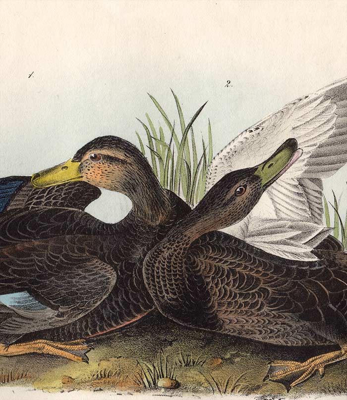 Audubon 1840 First Edition Royal Octavo Print 386 Duskey Duck