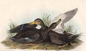 Audubon 1840 First Edition Royal Octavo Print 386 Duskey Duck