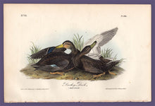 Load image into Gallery viewer, Audubon 1840 First Edition Royal Octavo Print 386 Duskey Duck, full sheet