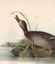 Load image into Gallery viewer, Audubon 1840 First Edition Royal Octavo Print 387 Brewer&#39;s Duck, detail