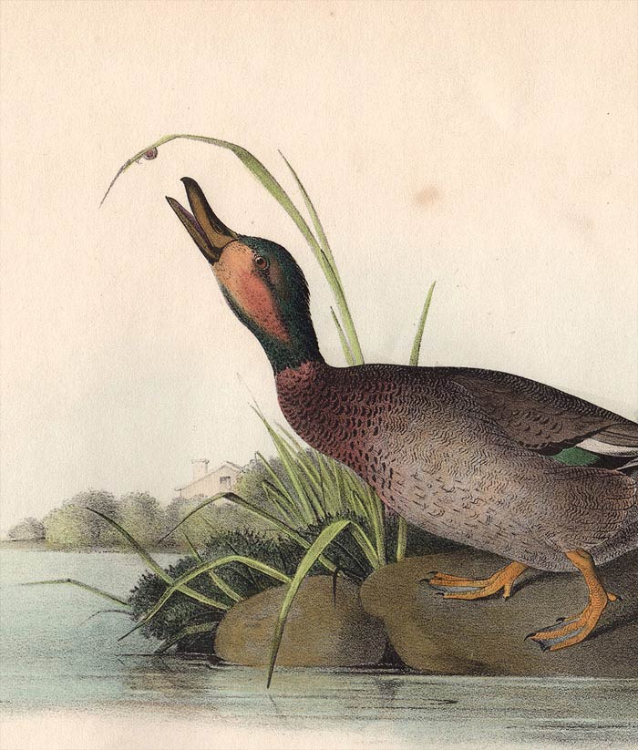 Audubon 1840 First Edition Royal Octavo Print 387 Brewer's Duck, detail