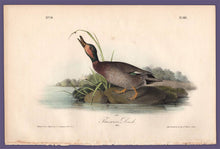 Load image into Gallery viewer, Audubon 1840 First Edition Royal Octavo Print 387 Brewer&#39;s Duck, full sheet