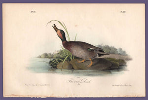 Audubon 1840 First Edition Royal Octavo Print 387 Brewer's Duck, full sheet