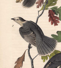 Load image into Gallery viewer, Audubon 1840 First Edition Royal Octavo Print 234 Canada Jay, detail