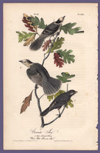 Load image into Gallery viewer, Audubon 1840 First Edition Royal Octavo Print 234 Canada Jay, full sheet