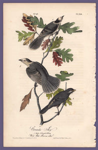 Audubon 1840 First Edition Royal Octavo Print 234 Canada Jay, full sheet