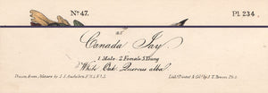 Audubon 1840 First Edition Royal Octavo Print 234 Canada Jay, text areas