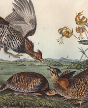 Load image into Gallery viewer, Audubon 1840 First Edition Royal Octavo Print 296 Pinnated Grouse, detail