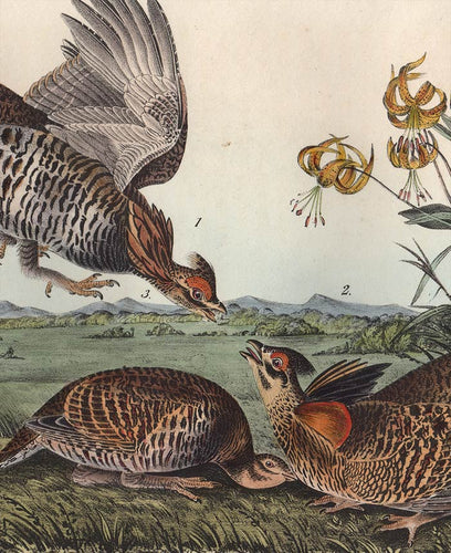 Audubon 1840 First Edition Royal Octavo Print 296 Pinnated Grouse, detail