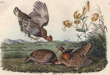 Load image into Gallery viewer, Audubon 1840 First Edition Royal Octavo Print 296 Pinnated Grouse, detail