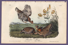 Load image into Gallery viewer, Audubon 1840 First Edition Royal Octavo Print 296 Pinnated Grouse, full sheet