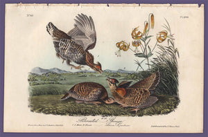 Audubon 1840 First Edition Royal Octavo Print 296 Pinnated Grouse, full sheet