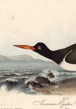 Load image into Gallery viewer, Original Audubon Print 1840 Royal Octavo, 324 American Oyster Catcher, detail